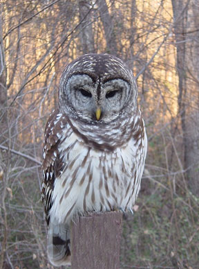 Bard Owl
