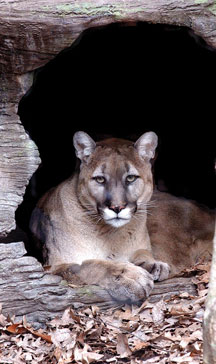 cougar